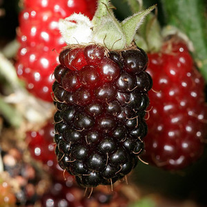 BOYSENBERRY seed image