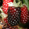 BOYSENBERRY seed image