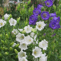 CAMPANULA COLLECTOR'S CHOICE MIX seed image