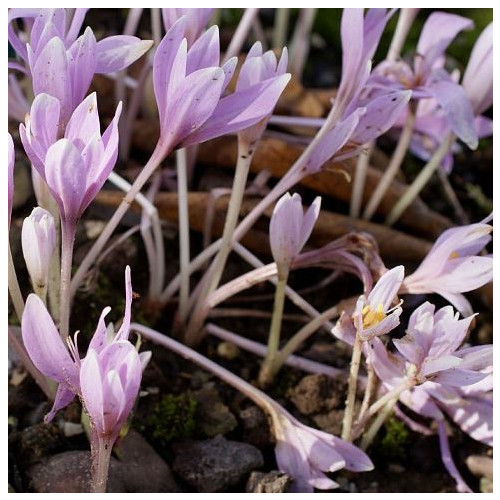 COLCHICUM LONGIFLORUM seed image