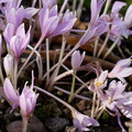 COLCHICUM LONGIFLORUM seed image
