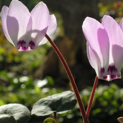 CYCLAMEN LIBANOTICUM seed image