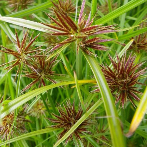 CYPERUS ROTUNDUS seed image