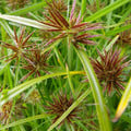 CYPERUS ROTUNDUS seed image