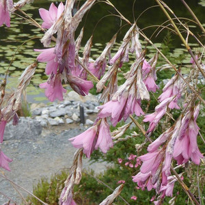 BLACKBIRD ANGEL'S FISHING Rod, Dierama Hairbells Hardy Perennial, 10 Seeds