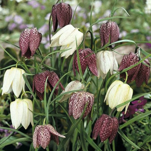 FRITILLARIA MELEAGRIS MIXED seed image