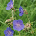 GERANIUM PRATENSE MIXED COLOURS seed image