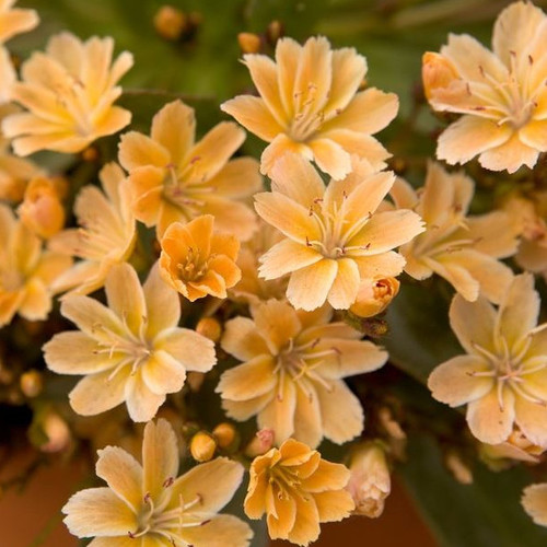 LEWISIA LONGIPETALA 'LITTLE MANGO' seed image