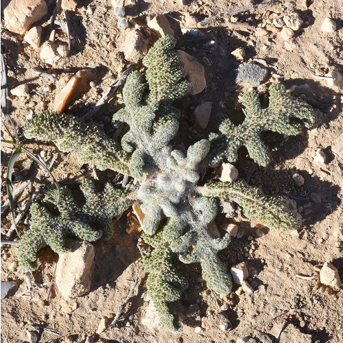 SALVIA CERATOPHYLLA seed image