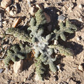 SALVIA CERATOPHYLLA seed image