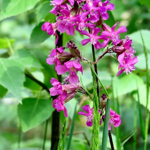 SILENE VISCARIA seed image
