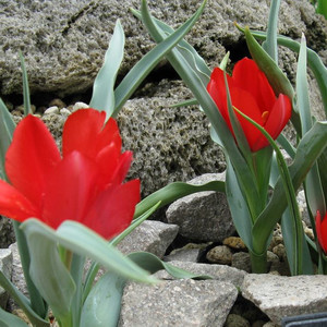 TULIPA MONTANA seed image