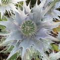 ERYNGIUM GIGANTEUM seed image