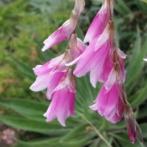 DIERAMA FAIRY WANDS seed image