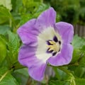 NICANDRA MAXIMA 'MONSTROSA' seed image