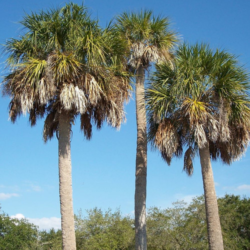 SABAL PALMETTO seed image