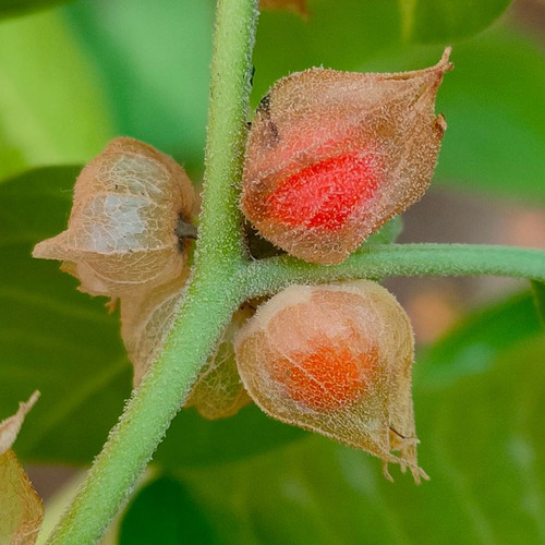 WITHANIA SOMNIFERA seed image