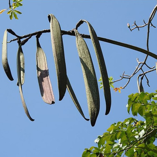 OROXYLUM INDICUM seed image