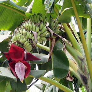 Tropical Seeds -Burmese Blue Banana - Musa itinerans 5 Seeds