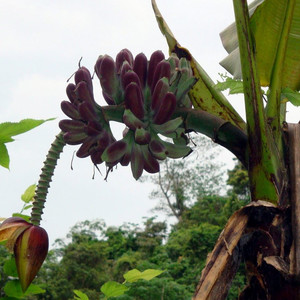 MUSA ITINERANS seed image