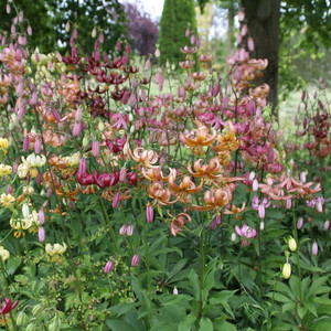 LILIUM MARTAGON MIXED seed image