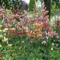LILIUM MARTAGON MIXED seed image