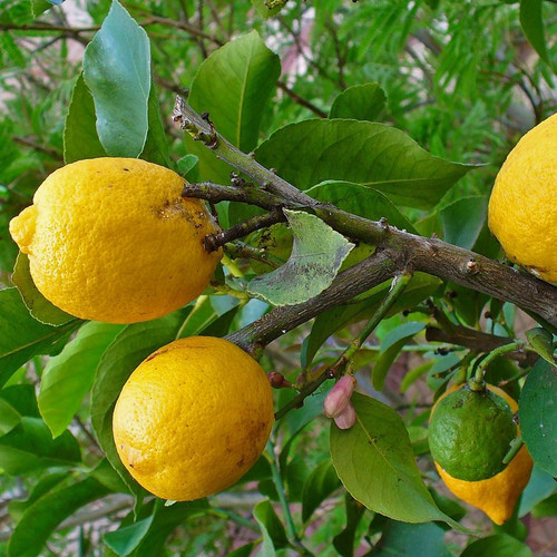 CITRUS MEDICA seed image