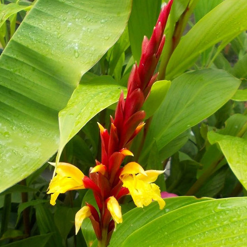 CAUTLEYA GRACILIS seed image