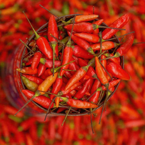 PEPPER BAHIAN SAUCE seed image