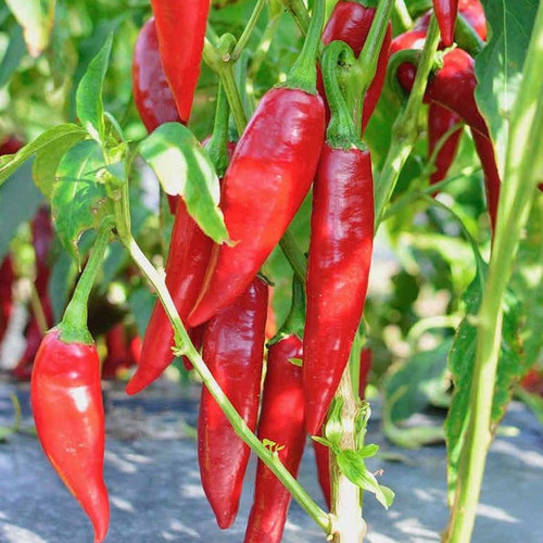 PEPPER BALALAIKA seed image