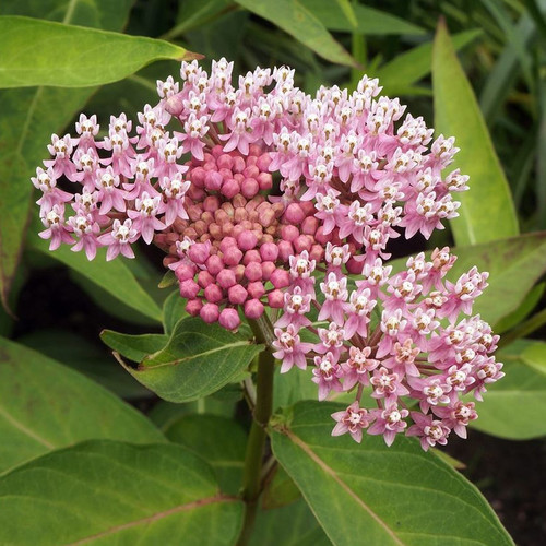 ASCLEPIAS INCARNATA CINDERELLA SEEDS (20 seeds) (Swamp Milkweed ...