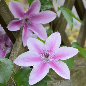 CLEMATIS BABY PINK seed image