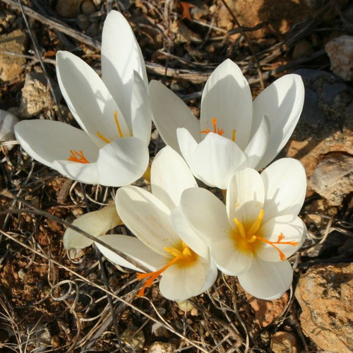 CROCUS HADRIATICUS seed image