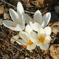 CROCUS HADRIATICUS seed image