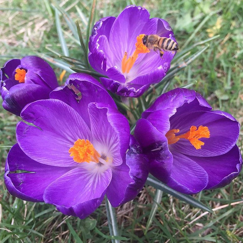 CROCUS VERNUS seed image