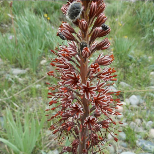 EREMURUS CRISTATUS seed image