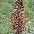 EREMURUS CRISTATUS seed image