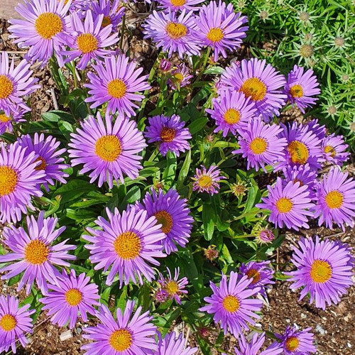 ERIGERON NANUS seed image