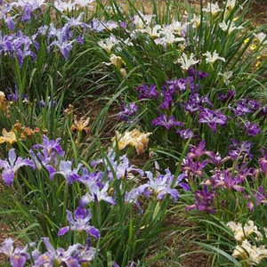 IRIS CALIFORNIAN HYBRIDS seed image