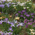 IRIS CALIFORNIAN HYBRIDS seed image