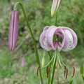 LILIUM DUCHARTREI seed image