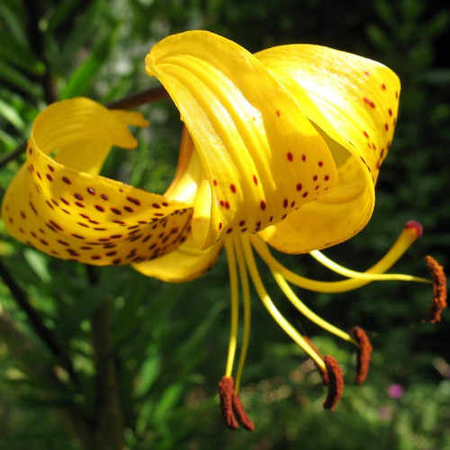 LILIUM LEICHTLINII seed image