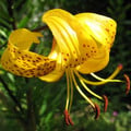 LILIUM LEICHTLINII seed image