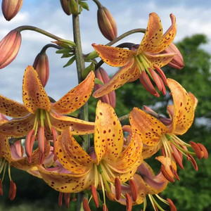 LILIUM MARTAGON BRONZE MEDALLION seed image