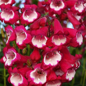 PENSTEMON AMELIA JANE seed image