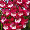 PENSTEMON AMELIA JANE seed image