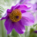 PULSATILLA AMBIGUA seed image