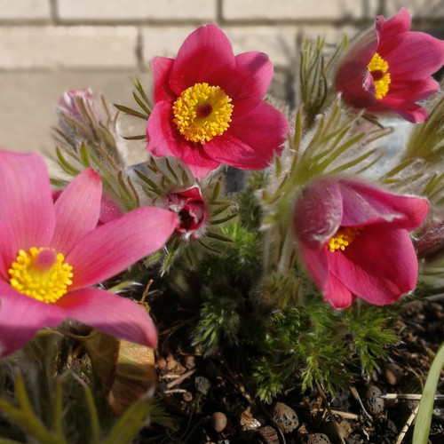 PULSATILLA VULGARIS ROSEN GLOCKE seed image