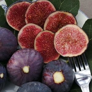 FIG PURPLE seed image