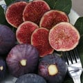 FIG PURPLE seed image